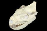 Fossil Oreodont (Merycoidodon) Skull - Wyoming #176530-5